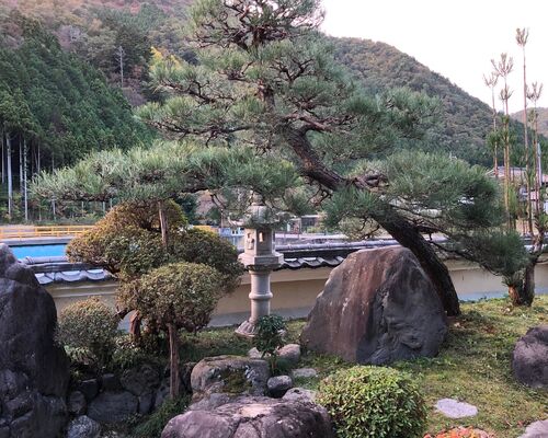 美山　松