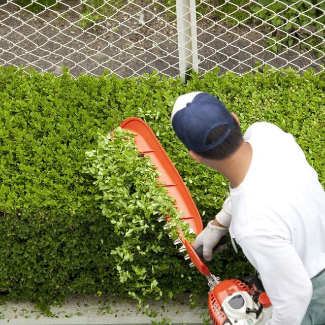 植え込みの木を切る職人